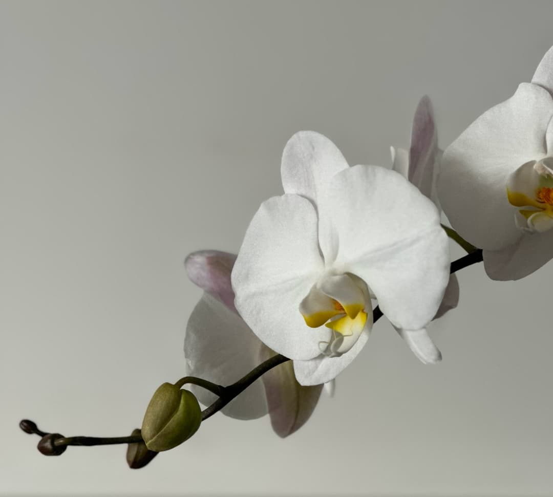 l 사이즈 제품 이미지 5